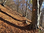 16 Il sent. 153 in faggeta su tappeto di foglie